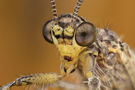 A beautfiul ant lion on imago in the fieldの写真素材