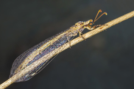 A beautfiul ant lion on imago in the fieldの写真素材