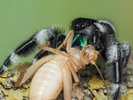 Male Phidippus regius adult feeding on a house cricket