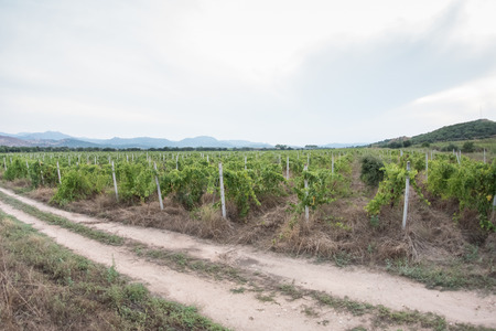 Bunches of black grapes in a small local vineyard ready for the grape harvest.の写真素材