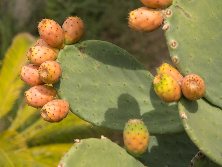 Prickly pear cactus close up with fruitの写真素材