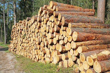stack of tree trunksの写真素材