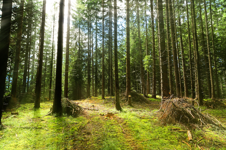 fir trees in mountain forestの写真素材