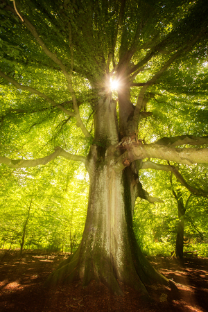 sun in beech treeの写真素材