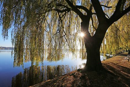Weeping willow on the shore of Alster lake