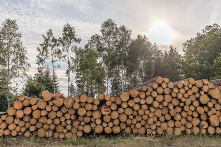 Sundown behind trees and woodpileの写真素材