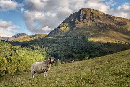 Swaledale sheep in the scottish highlandsの写真素材
