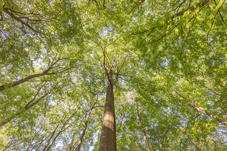 Canopy of deciduous forest in Germany