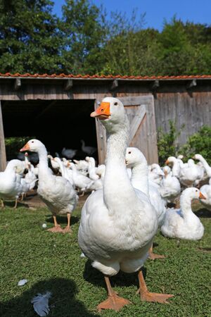 White goose on a farmの写真素材