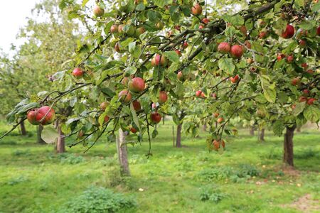 Red apples on a tree in Plantationの写真素材