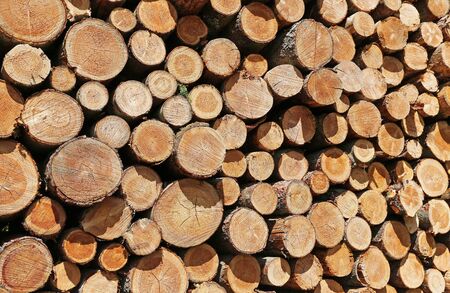 Texture of stacked tree trunksの写真素材