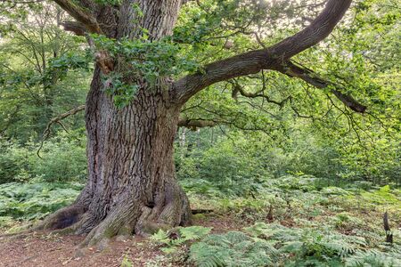 Od oak tree in deciduous forest