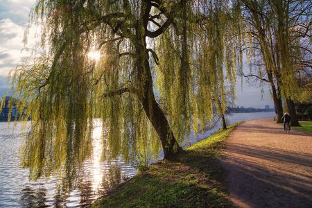 Weeping willow at alster lake in Hamburgの写真素材