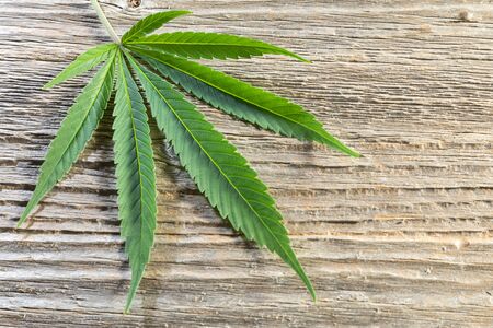 Cannabis leaf on woodの写真素材