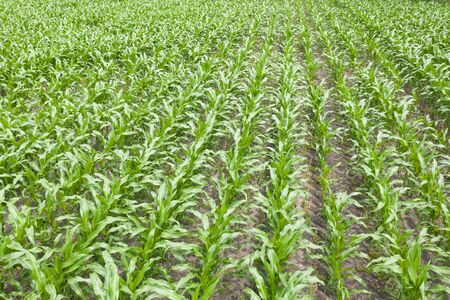 Texture of maize field