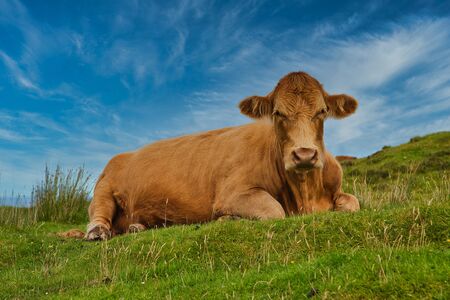 Brown cow lying on green meadowの写真素材