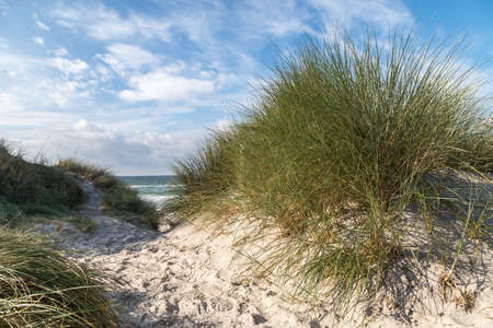 sand dune on baltic coastの写真素材