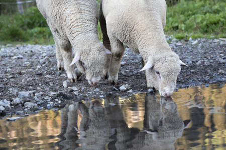 two sheeps at a waterhole