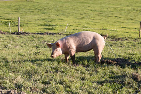 single pig peeing on a meadowの写真素材