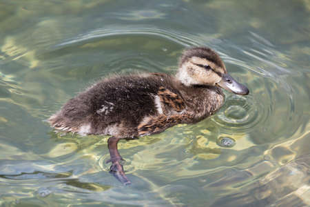 brown duckling swimming in the lake
