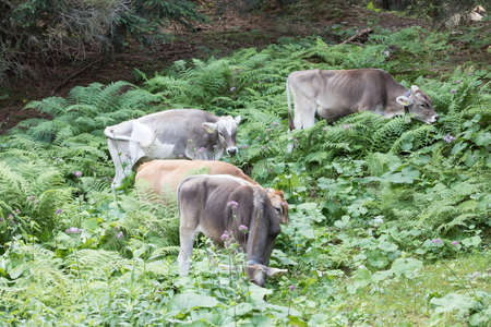 Swiss cows eating fern in the forestの写真素材