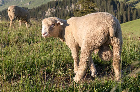 male sheep in the swiss alpsの写真素材