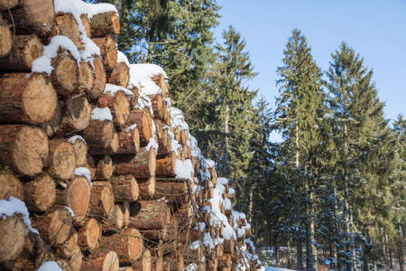 snowy woodpile in coniferous forestの写真素材