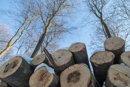 stacked trunks in winterly beech forestの写真素材