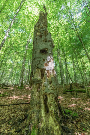 standing dead wood trunk in the nature reserveの写真素材