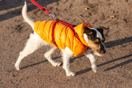 jack russell terrier with down jacketの写真素材