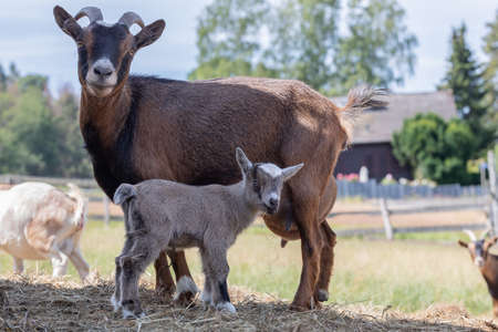 brown mother goat with babyの写真素材