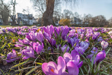 purple crocuses on a meadow in the park