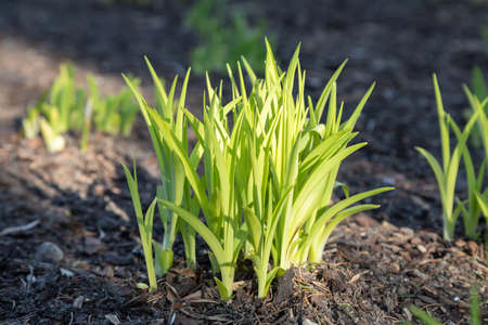 planted flower bulbs in spring time