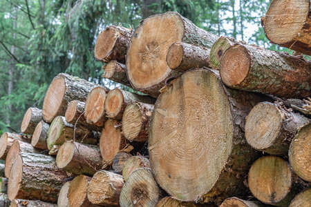stacked logs in coniferous forest