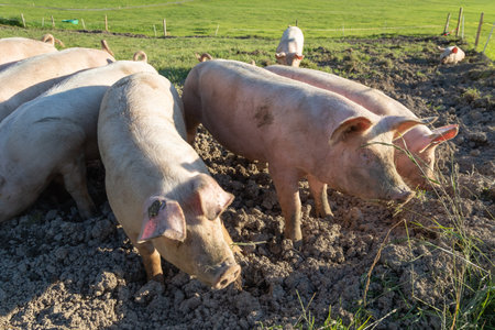 pink domestic pigs in the mud runの写真素材