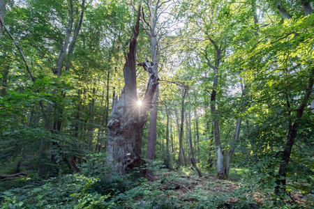 evening sun shines through the deadwood trunk in the natural forestの写真素材