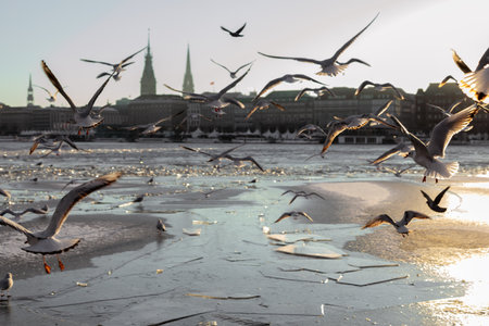 seagulls fly at hamburg's inner lakeの写真素材