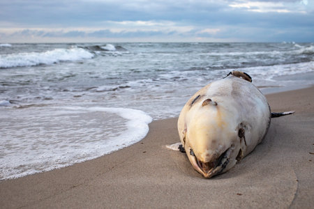 dead porpoise washed up on the baltic sea beachの写真素材