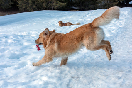 golden retriever playing in the snowの写真素材