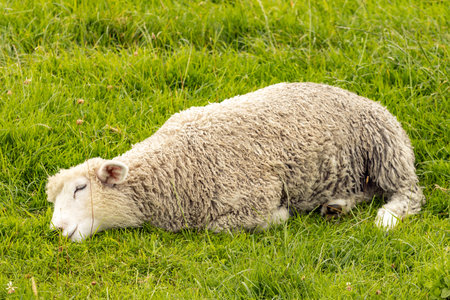 white sheep sleeps on the meadowの写真素材