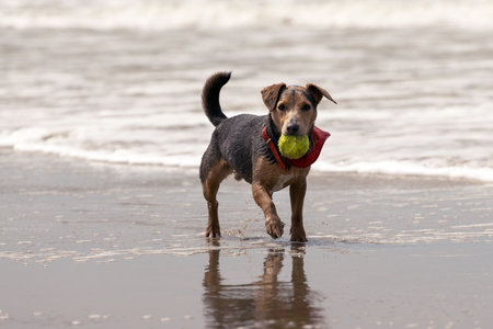 Little dog on the beach with a tennis ball in his mouth