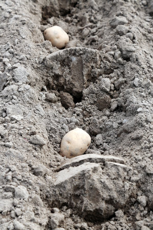 seed potatoes in the fieldの写真素材