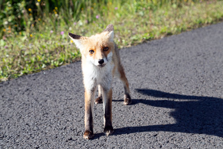 young fox stands on the country road and looks curiousの写真素材