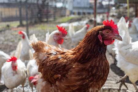 chicken on organic poultry farmの写真素材