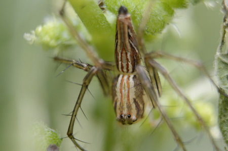 Jumping Spider on treesの写真素材