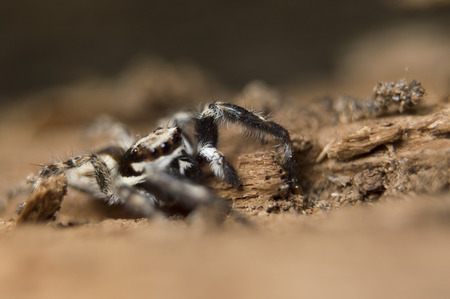 Jumping Spider on Woodsの写真素材