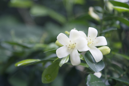 White Jasmineの写真素材