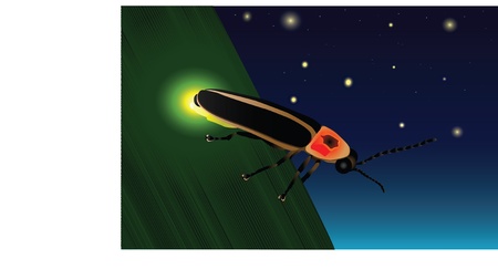 A firefly on a leaf showing off its yellow glow light in search for its mate.のイラスト素材