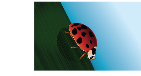 An detailed illustration of a close up of a ladybug on a single blade of grass.のイラスト素材