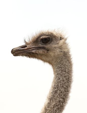 Ostrich head on whiteの写真素材